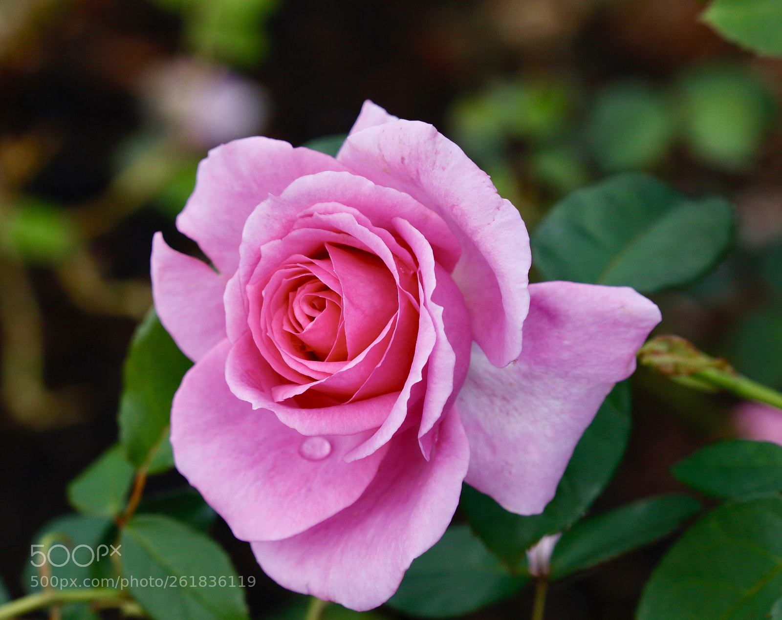 Canon EOS 70D sample photo. In the pink photography