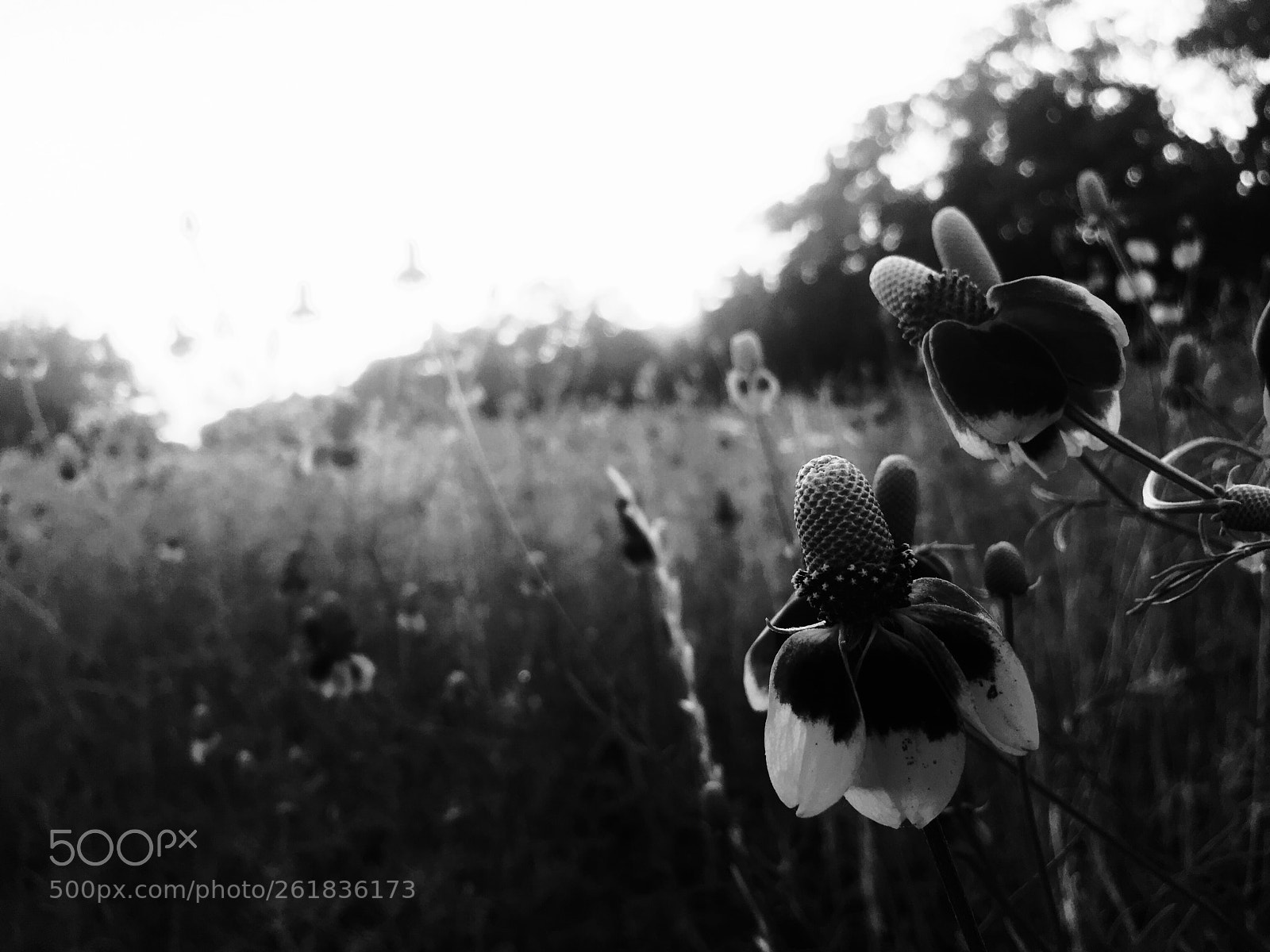 Apple iPhone 6s sample photo. B&w wildflowers  photography