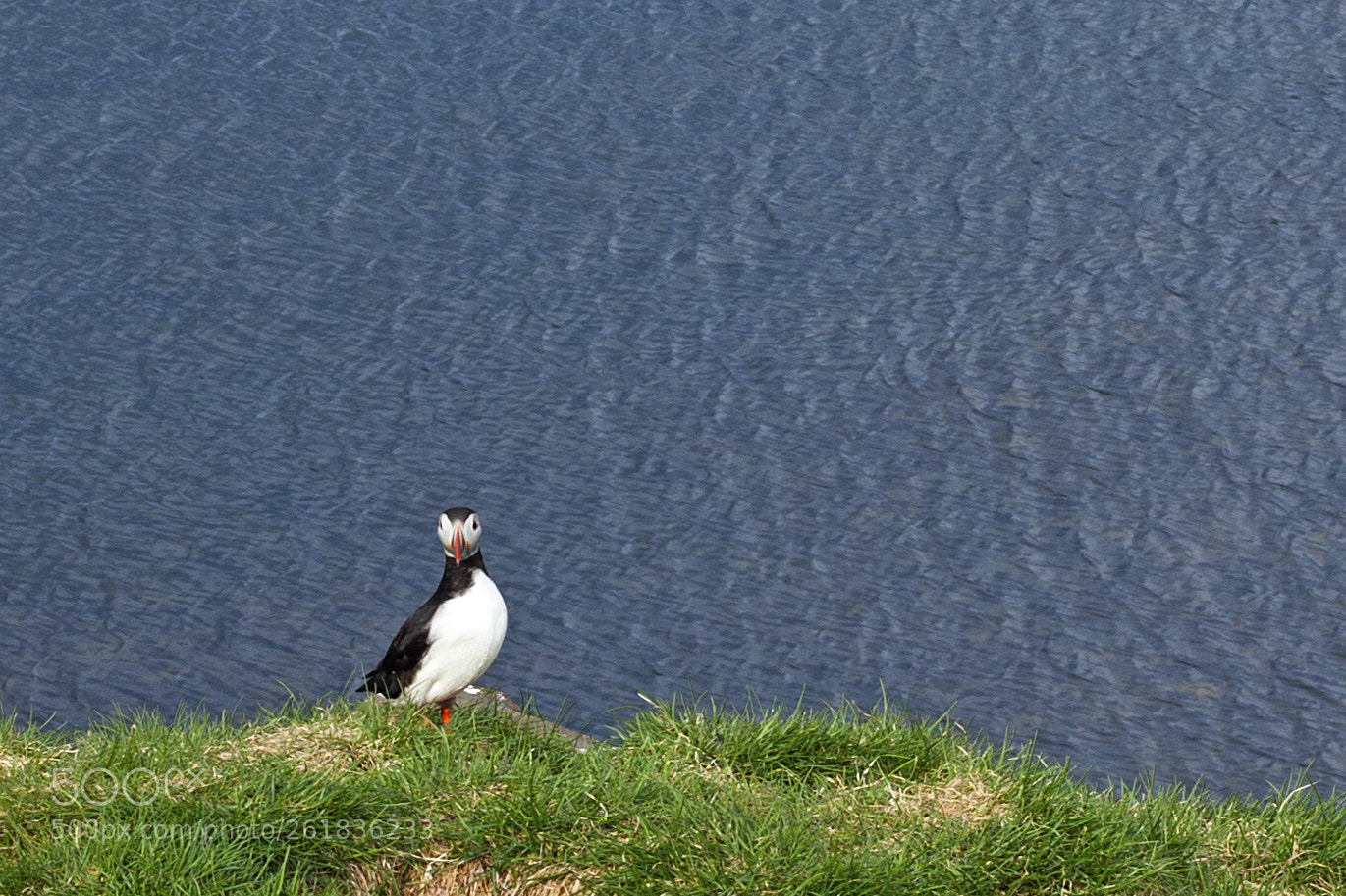 Canon EOS 5D Mark II sample photo. Puffin in iceland photography