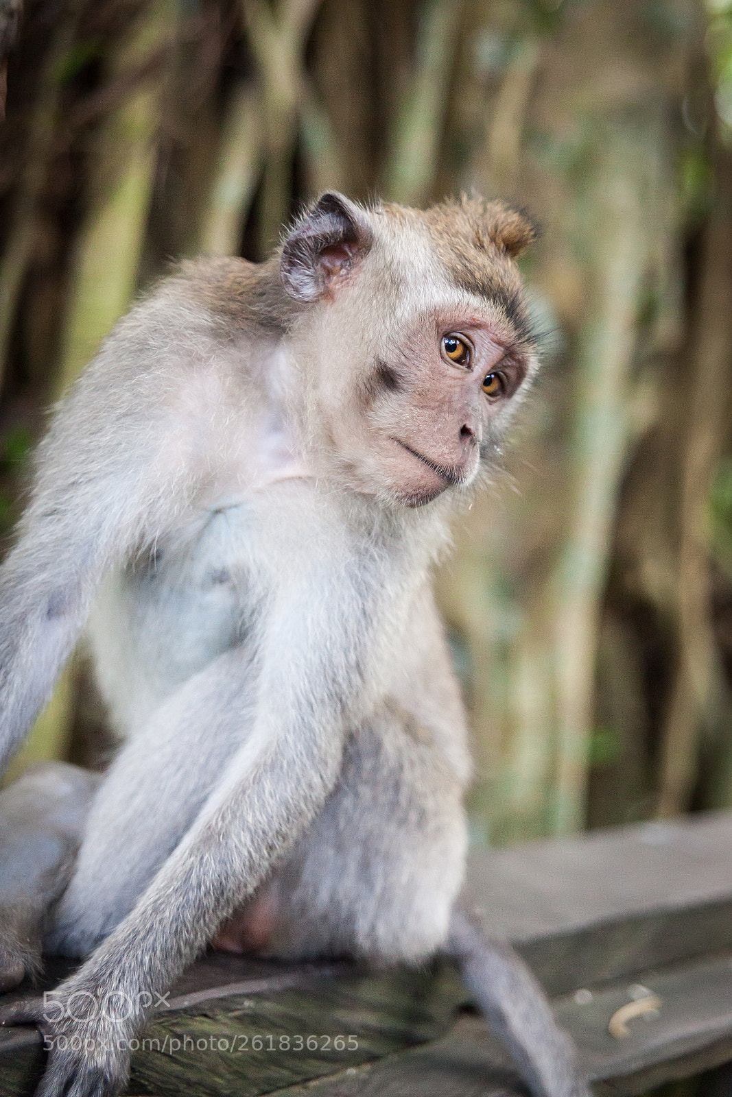 Canon EOS 5D Mark II sample photo. Balinese long tailed monkeys photography