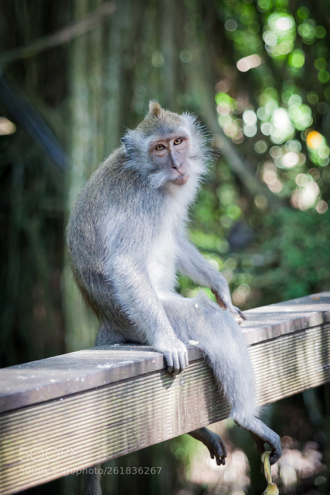 Canon EOS 5D Mark II sample photo. Balinese long tailed monkeys photography