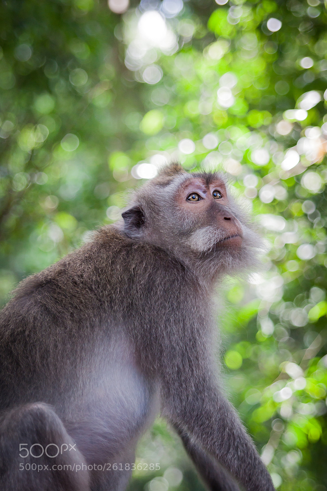 Canon EOS 5D Mark II sample photo. Balinese long tailed monkeys photography