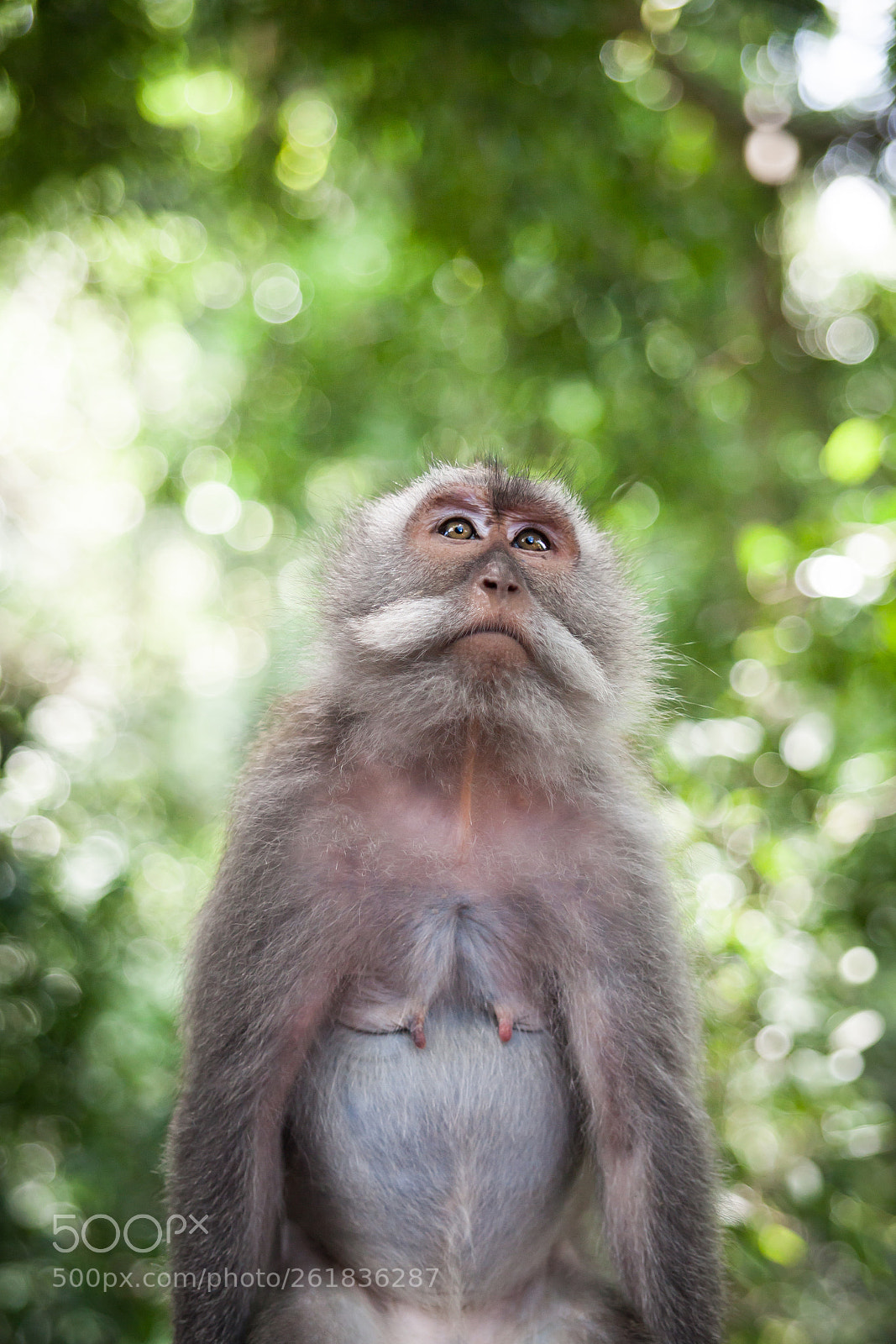 Canon EOS 5D Mark II sample photo. Balinese long tailed monkeys photography