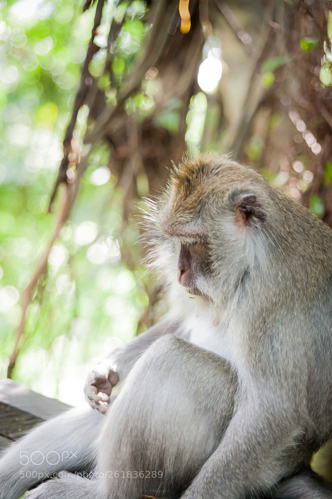 Canon EOS 5D Mark II sample photo. Balinese long tailed monkeys photography