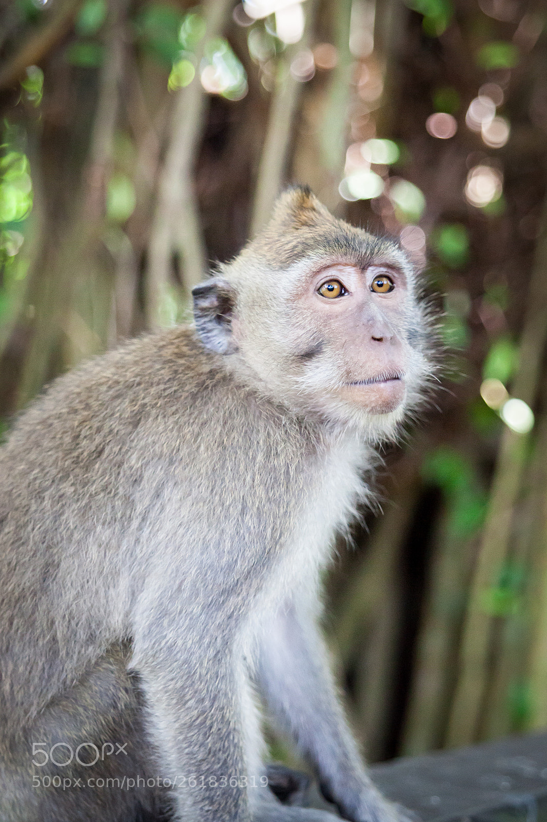 Canon EOS 5D Mark II sample photo. Balinese long tailed monkeys photography