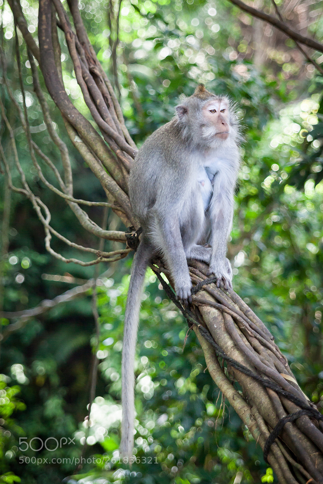 Canon EOS 5D Mark II sample photo. Balinese long tailed monkeys photography