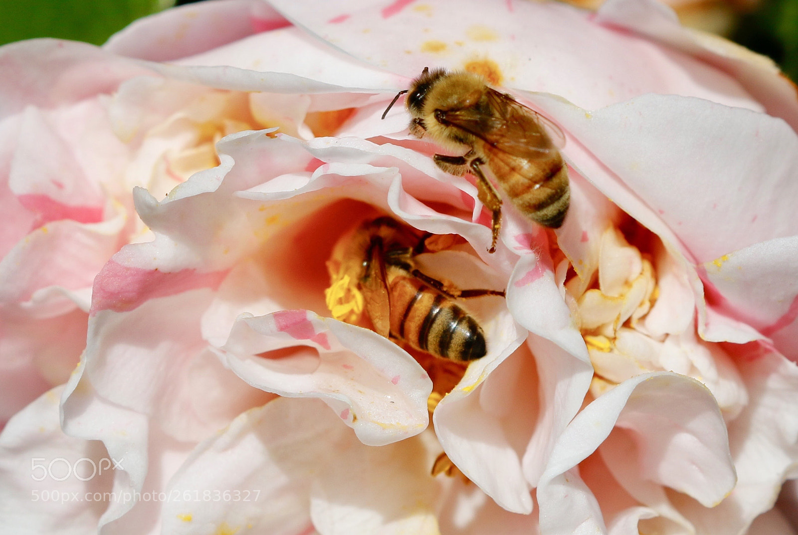 Canon EOS 70D sample photo. Bees feast  photography
