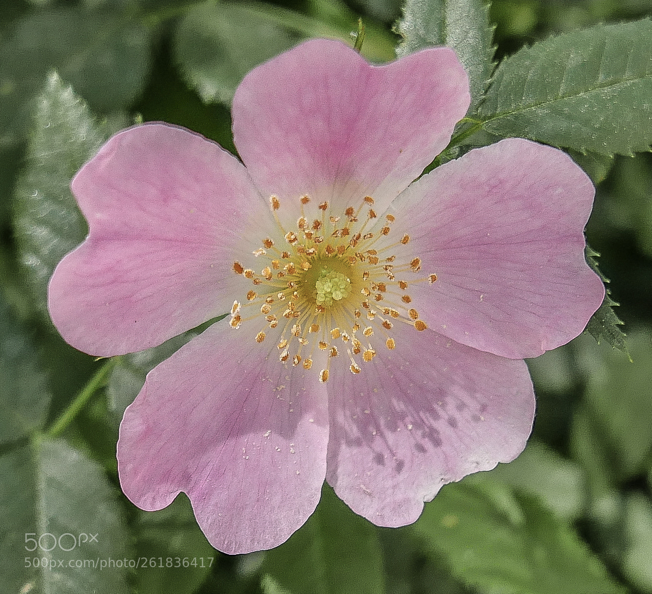 Panasonic Lumix DMC-LX100 sample photo. Heckenrose photography