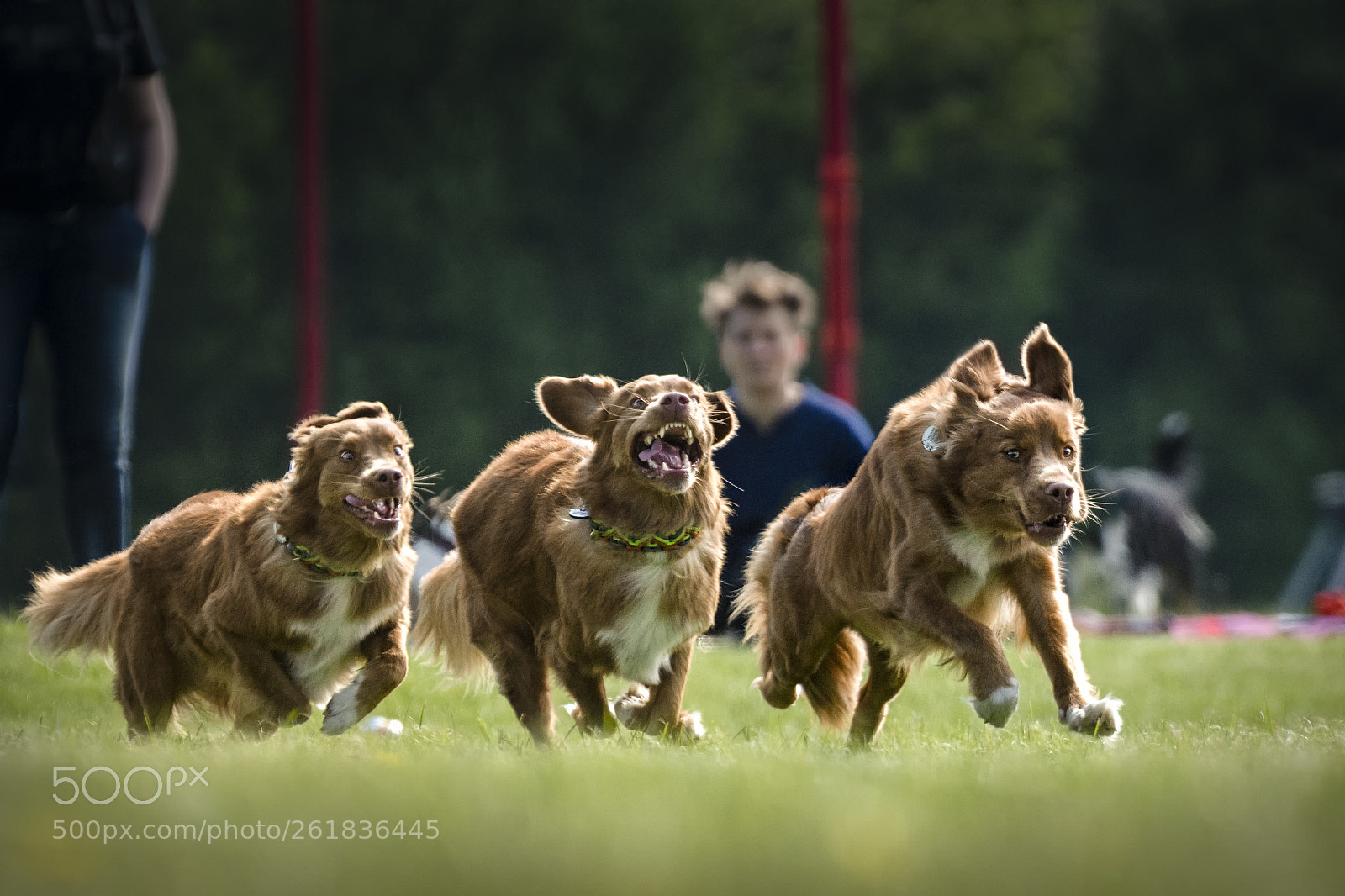Nikon D500 sample photo. One dog, three sides photography