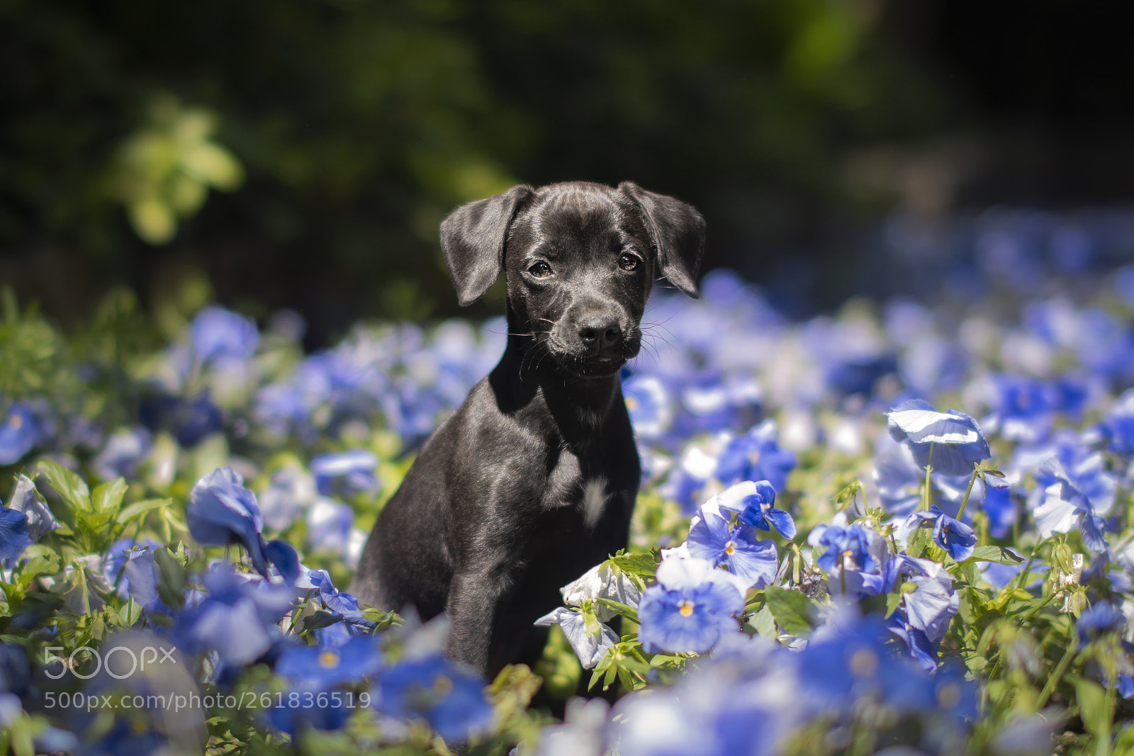 Nikon D500 sample photo. Puppy photography