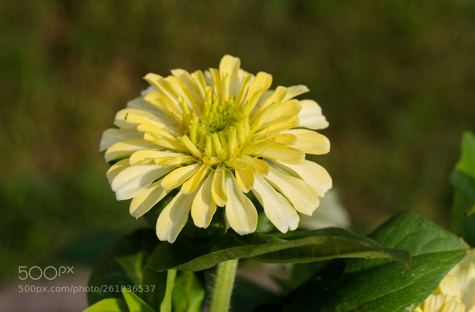 Canon EOS 1300D (EOS Rebel T6 / EOS Kiss X80) sample photo. Yellow flower photography