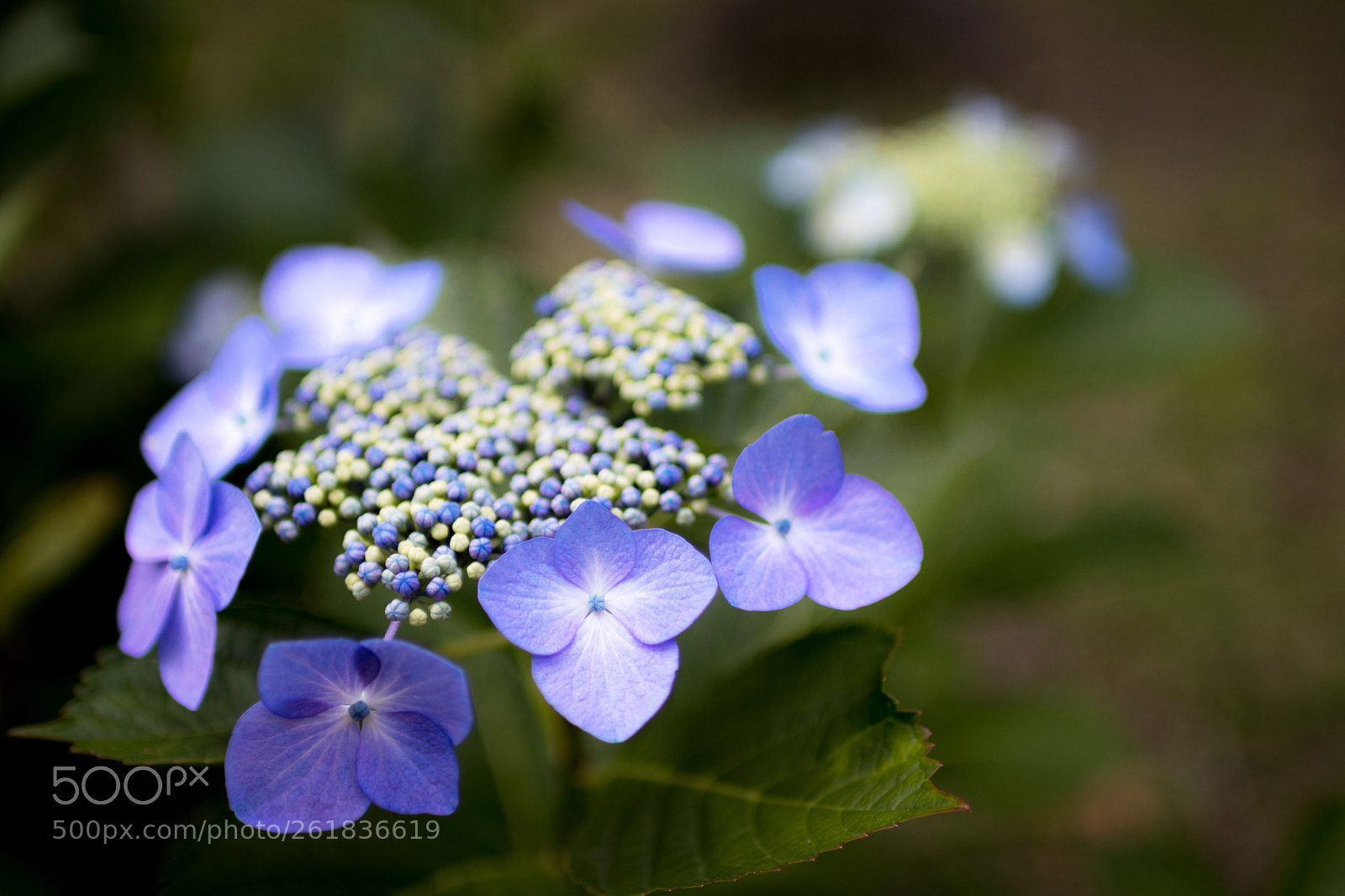 Canon EOS 80D sample photo. The hydrangea photography