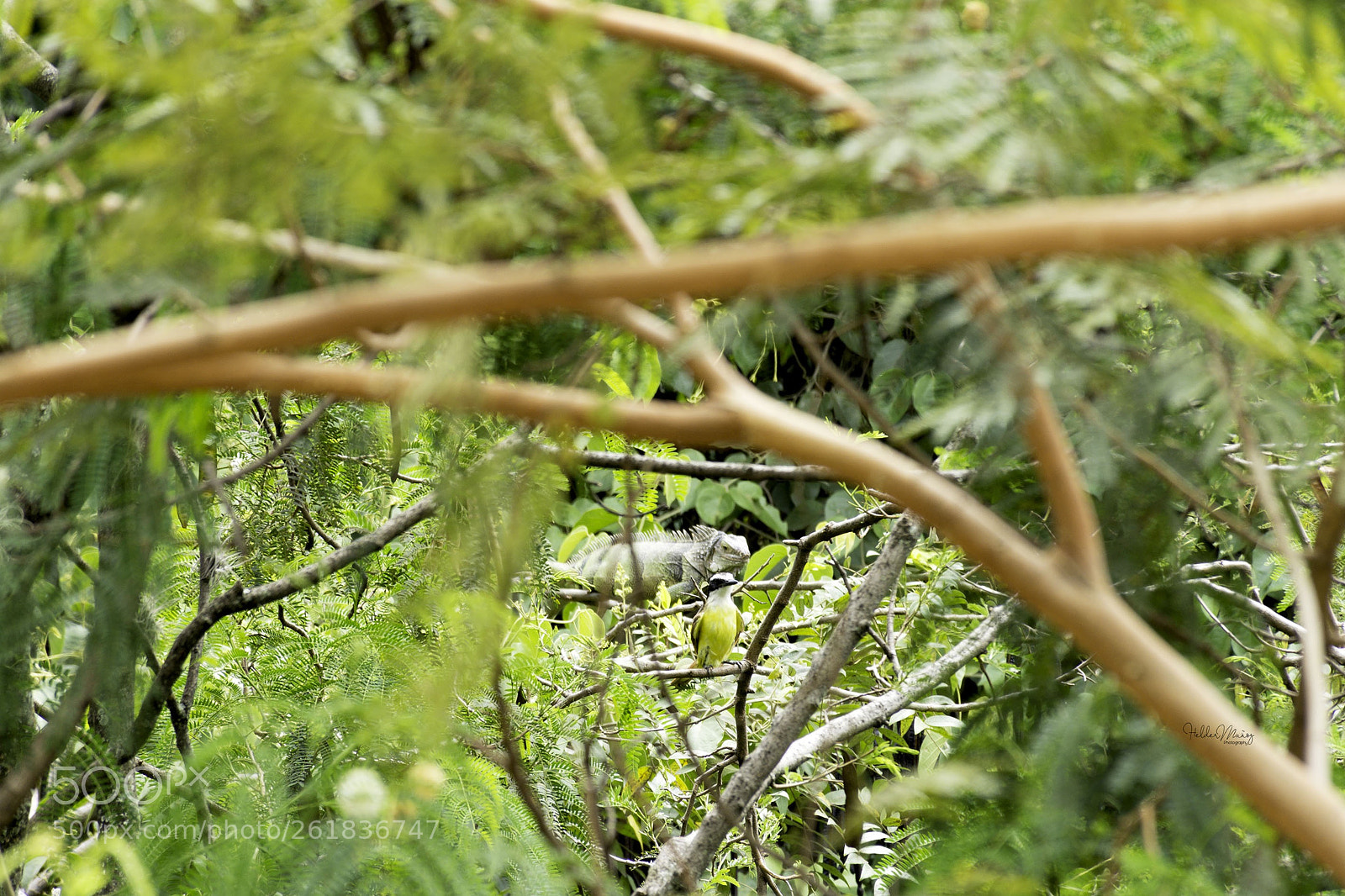 Nikon D7200 sample photo. La iguana y el photography