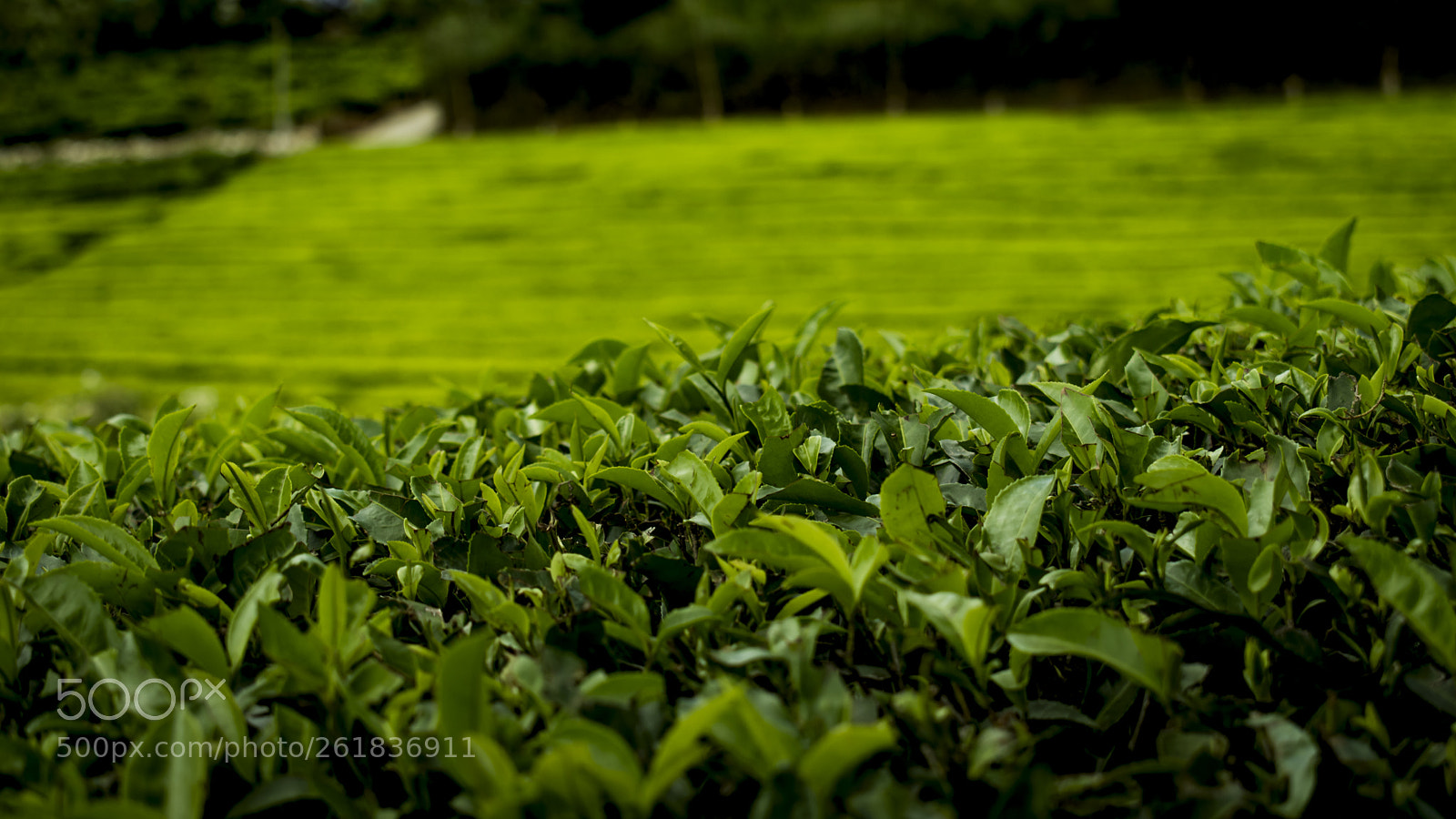 Nikon D5600 sample photo. 001 munnar - tea garden photography