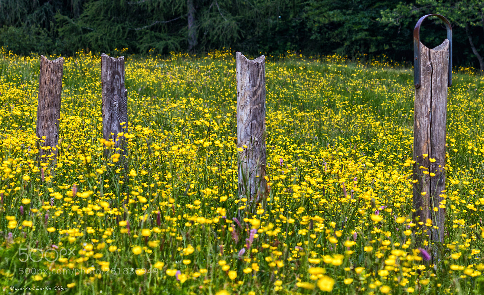 Canon EOS 70D sample photo. In the yellow photography