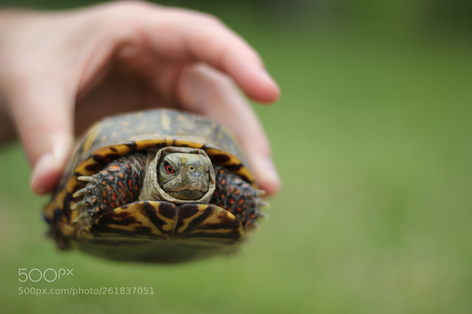 Canon EOS 600D (Rebel EOS T3i / EOS Kiss X5) sample photo. Green turtle in hand photography