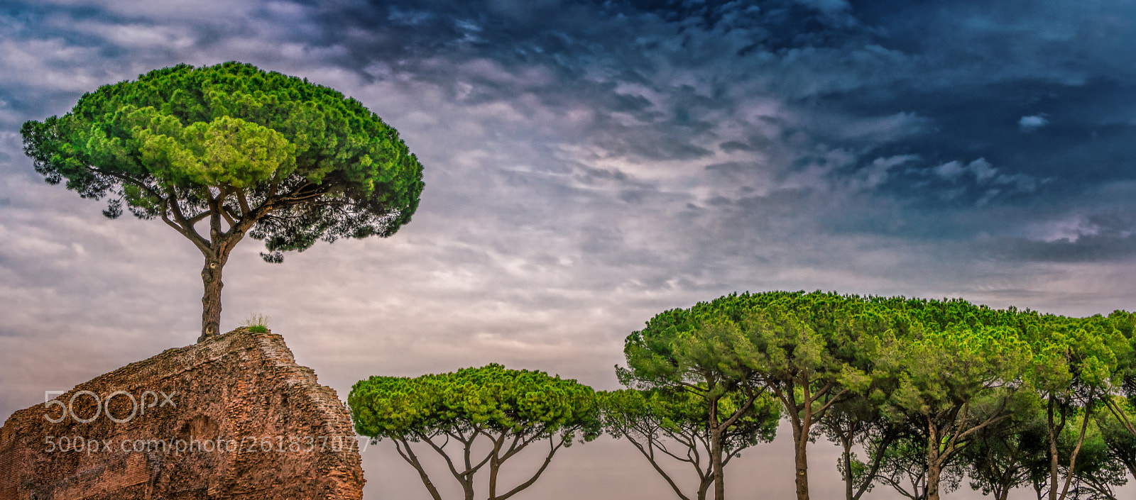 Nikon D850 sample photo. Palatine hill trees photography