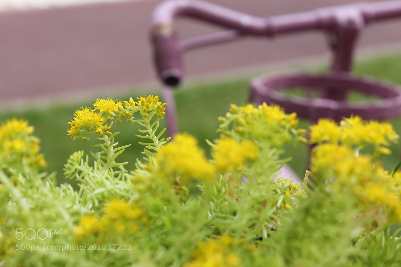 Canon EOS 650D (EOS Rebel T4i / EOS Kiss X6i) sample photo. Yellow  photography