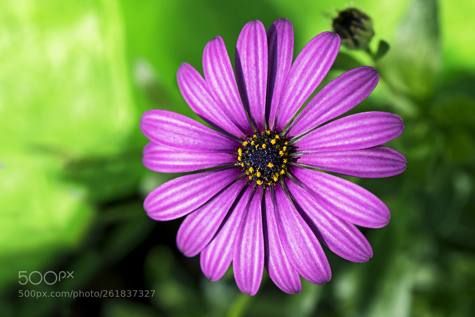 Canon EOS 6D Mark II sample photo. Blue eyed daisy photography