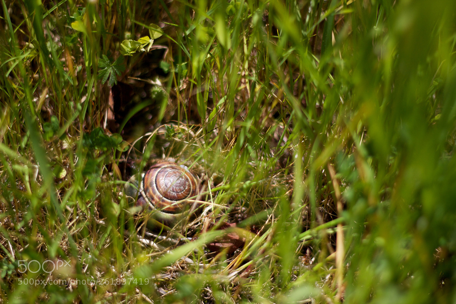 Canon EOS 600D (Rebel EOS T3i / EOS Kiss X5) sample photo. Snail in grass photography