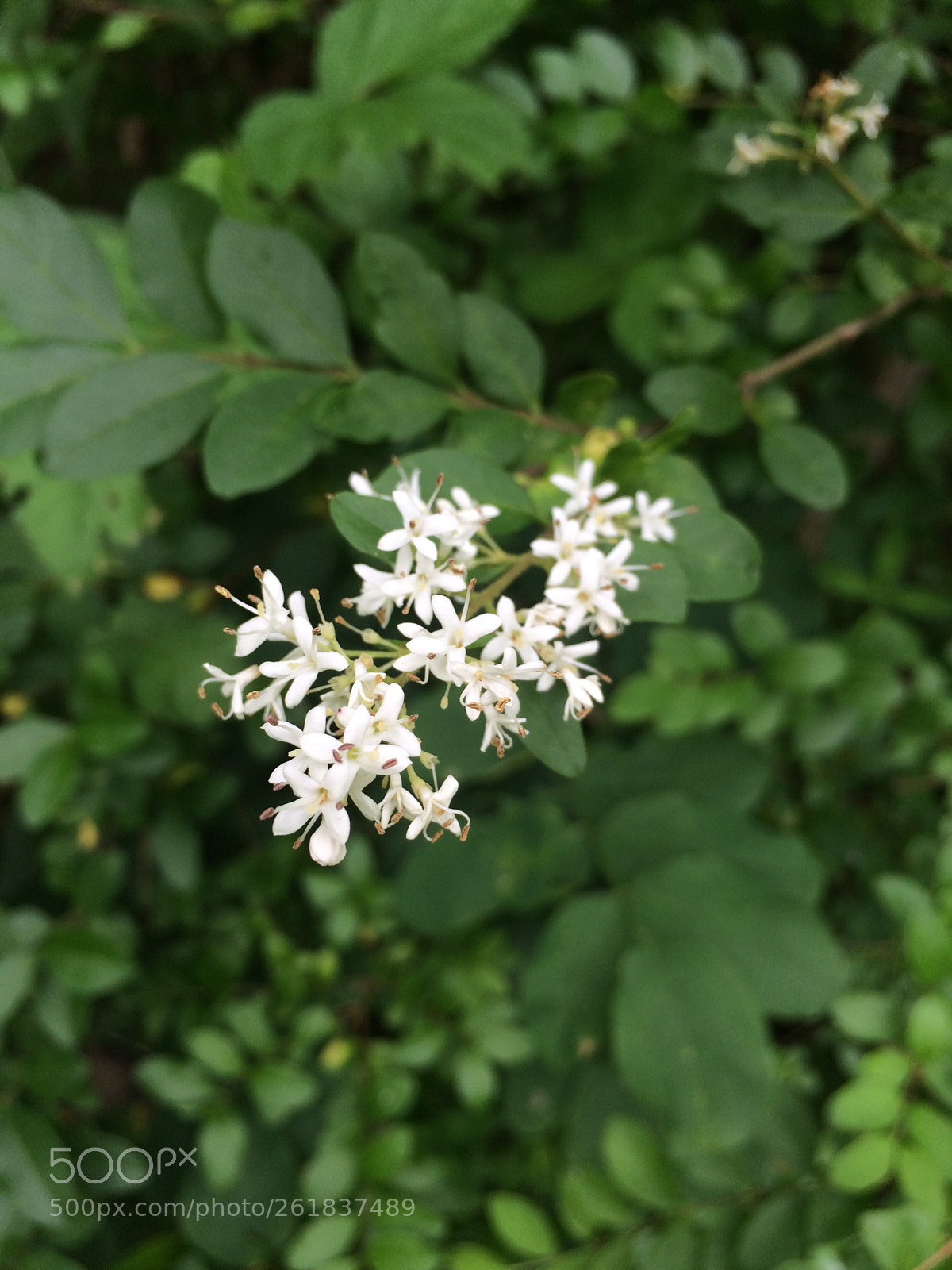 Apple iPhone 5s sample photo. Untitled photography