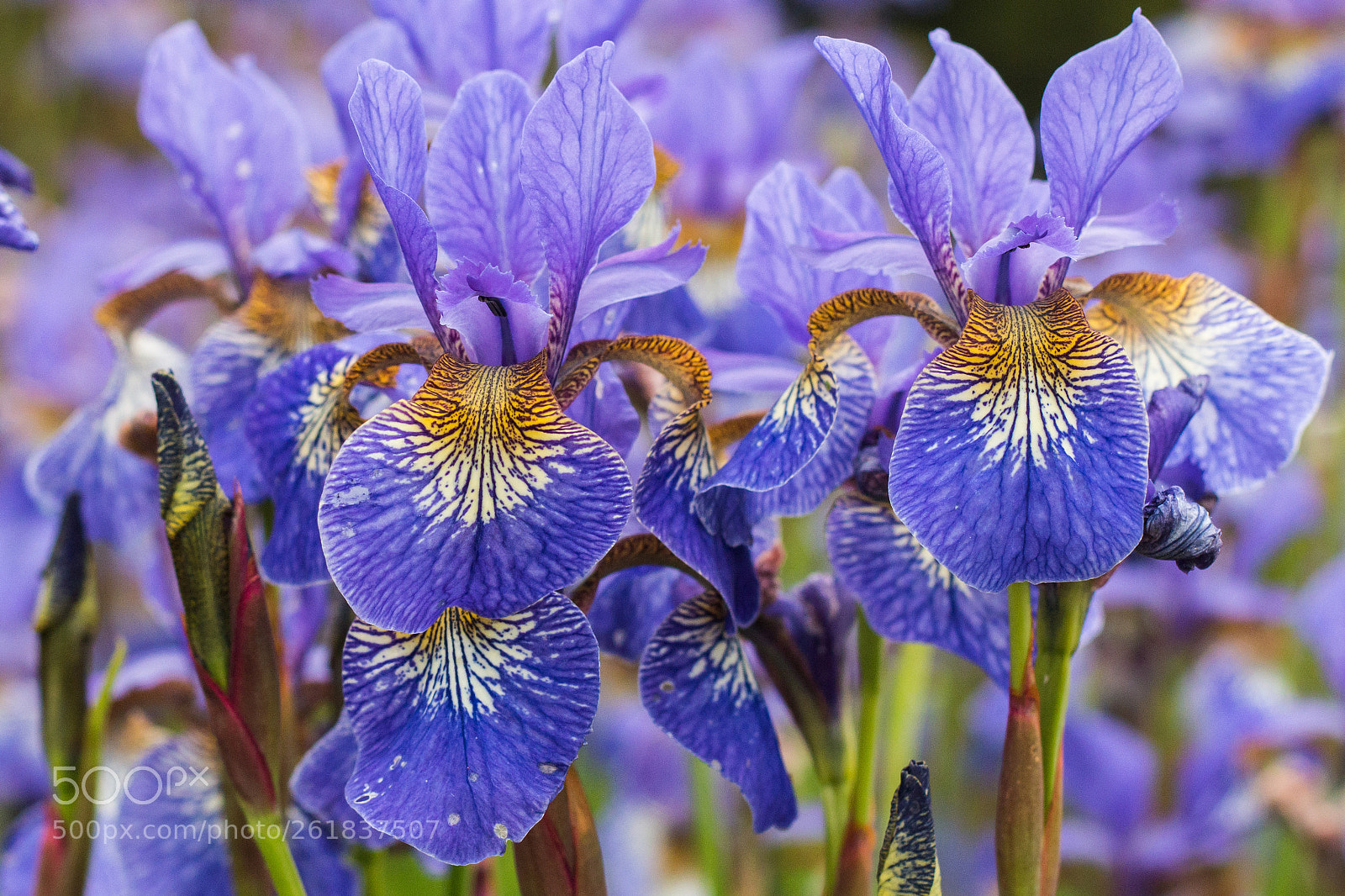 Canon EOS 70D sample photo. Iris photography