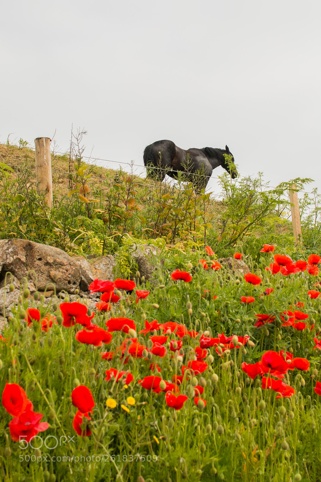 Canon EOS 70D sample photo. War horse photography