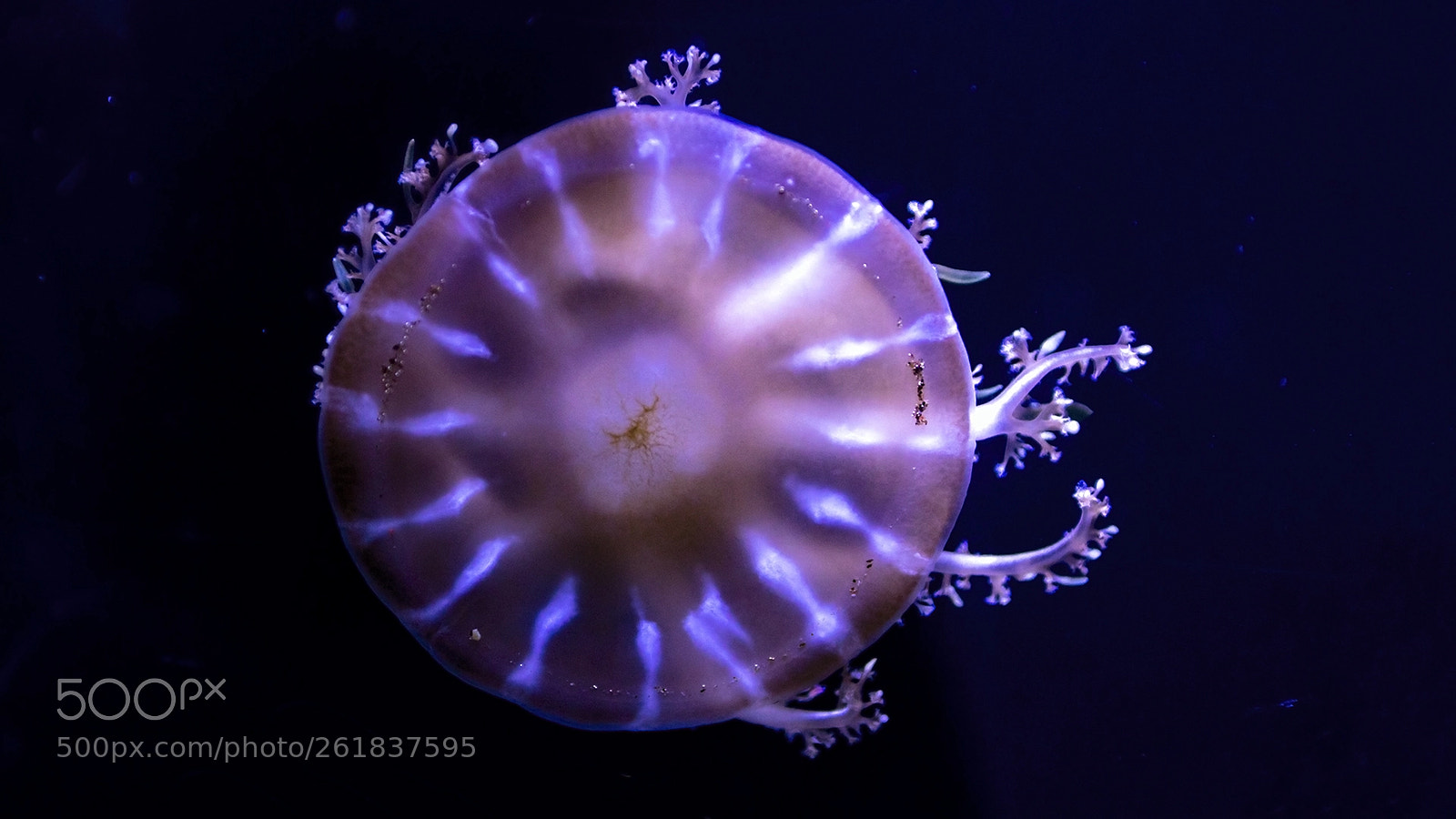 Canon EOS 80D sample photo. Qualle, jellyfish photography