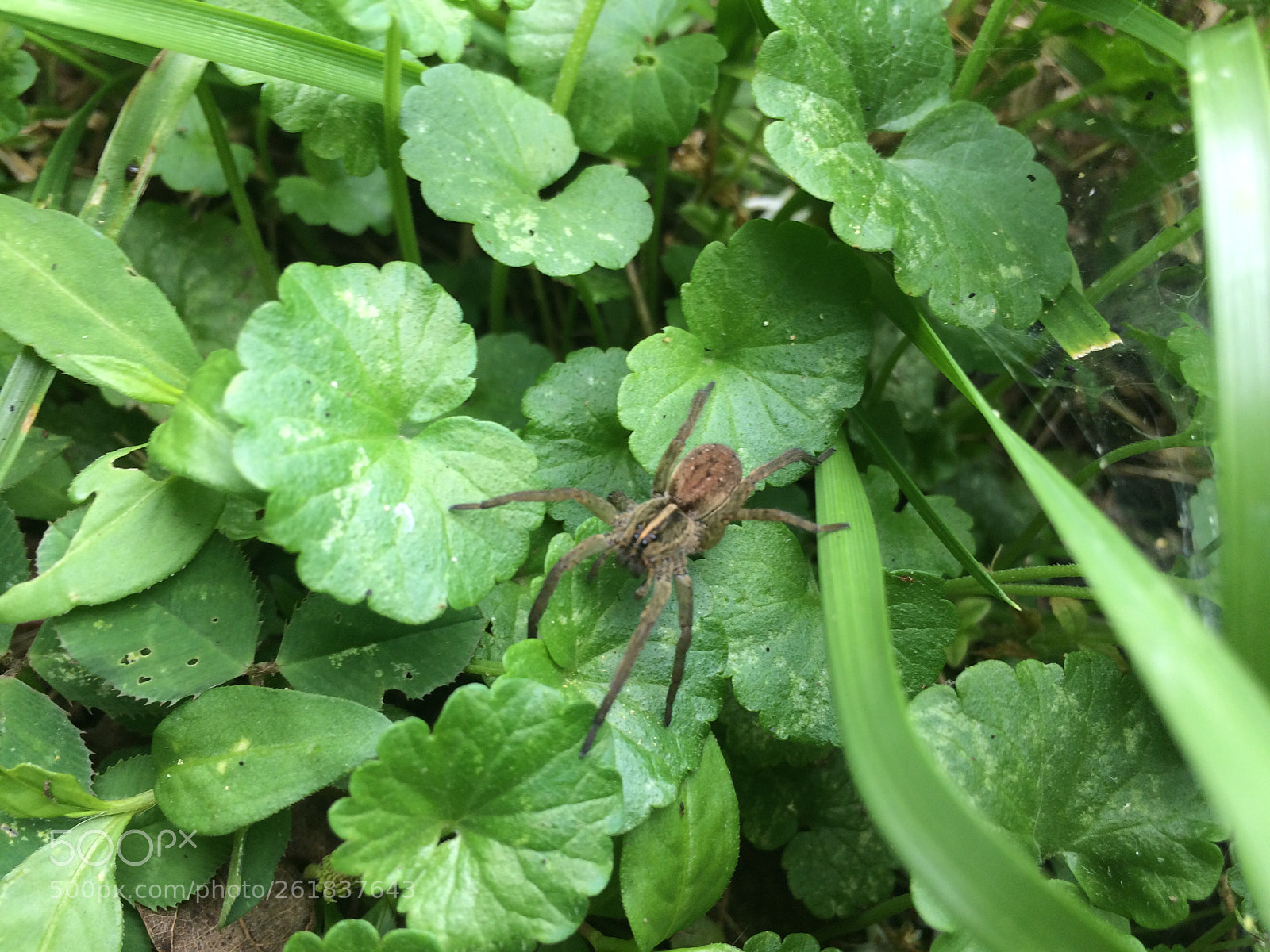 Apple iPhone 5s sample photo. Untitled photography