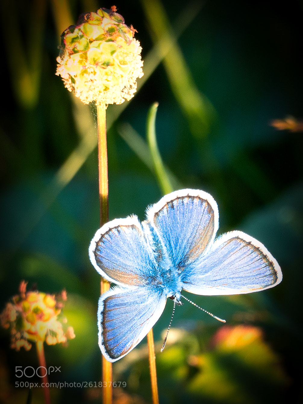 Olympus OM-D E-M5 II sample photo. Butterfly photography