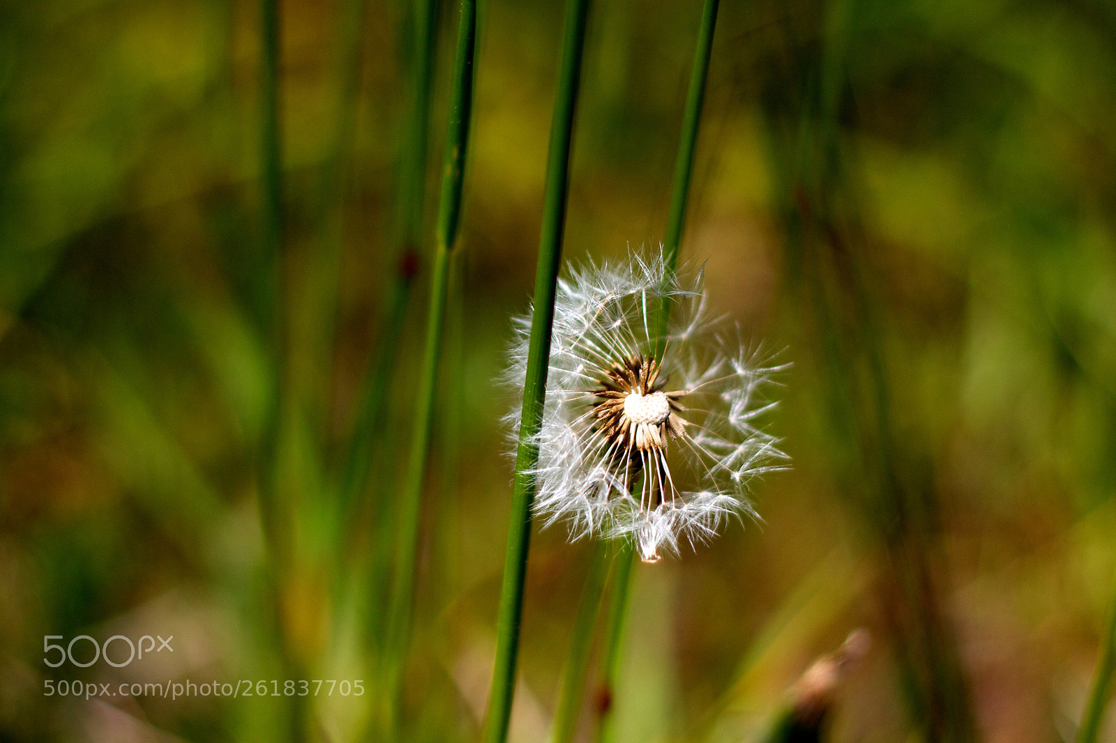 Canon EOS 600D (Rebel EOS T3i / EOS Kiss X5) sample photo. Dandelion fluff photography