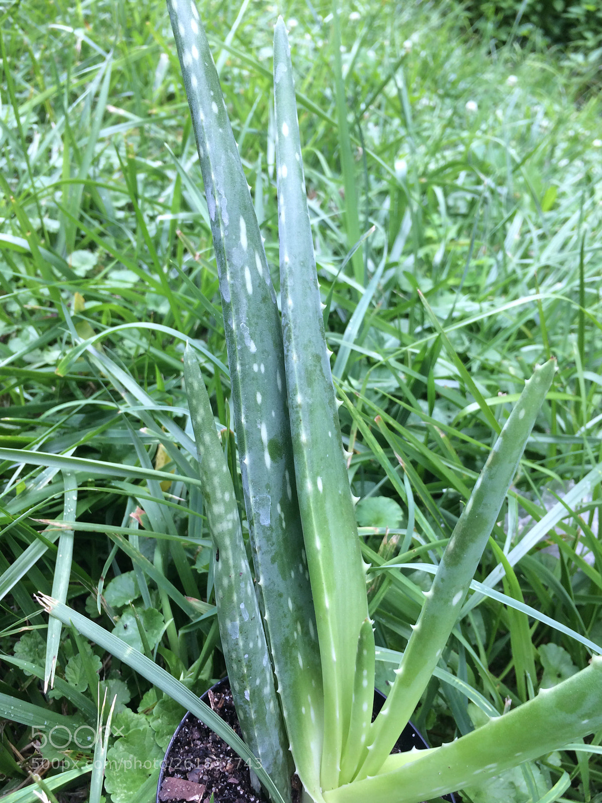 Apple iPhone 5s sample photo. Untitled photography