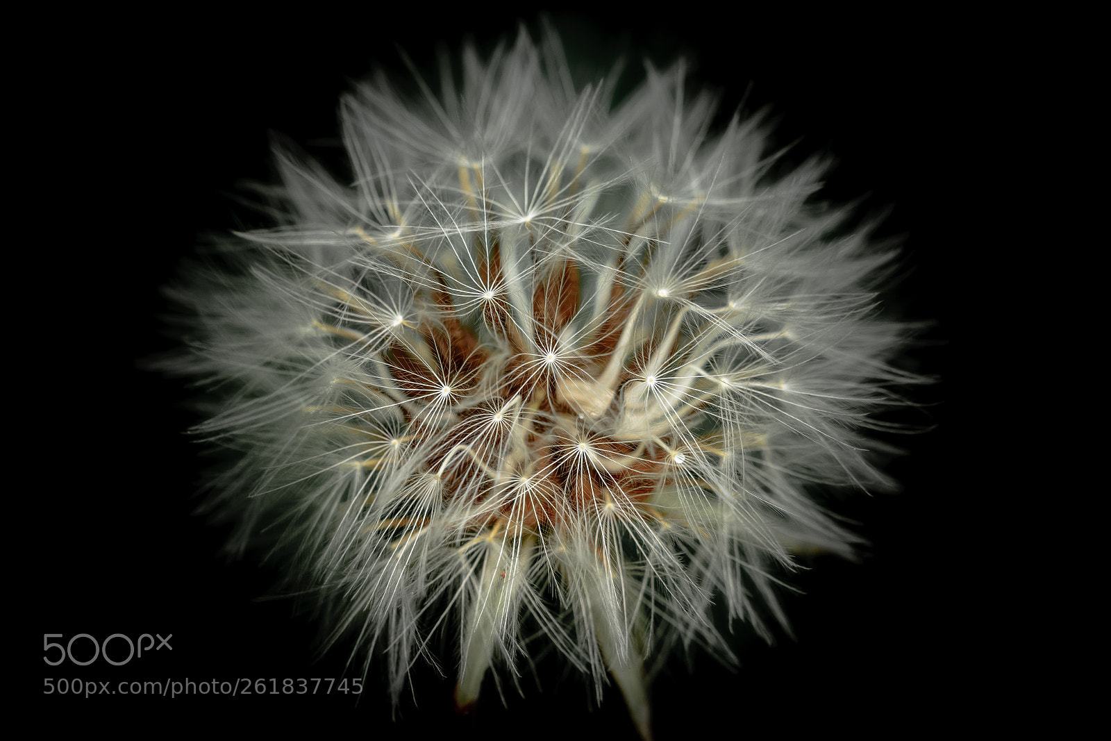 Nikon D7100 sample photo. Taraxacum photography
