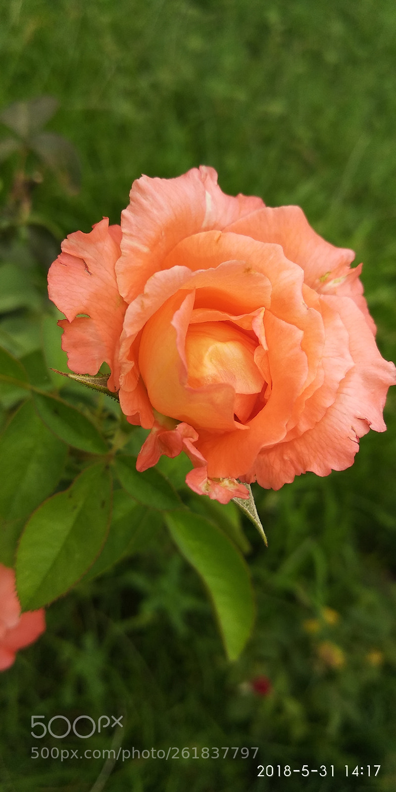 Xiaomi Redmi Note 5 sample photo. Pink rose photography