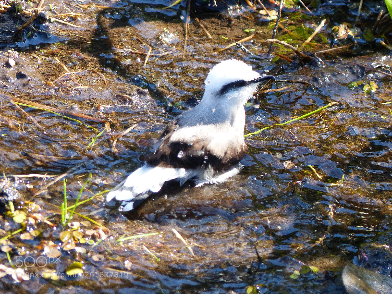 Panasonic Lumix DMC-FZ200 sample photo. Bird bath photography