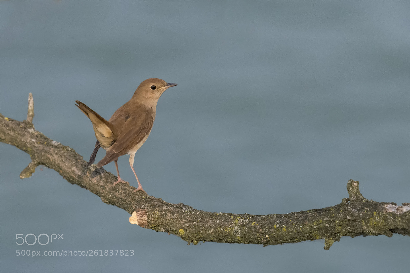 Nikon D7200 sample photo. Common nightingale photography