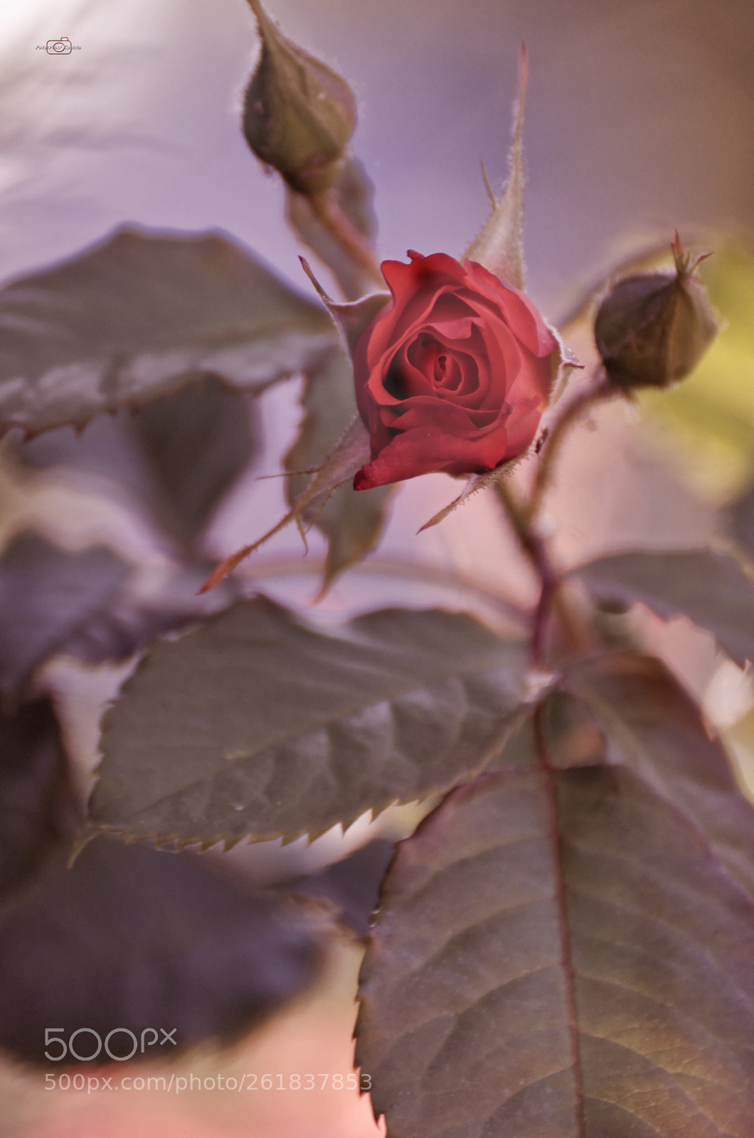 Nikon D5100 sample photo. Remarkable red rose photography