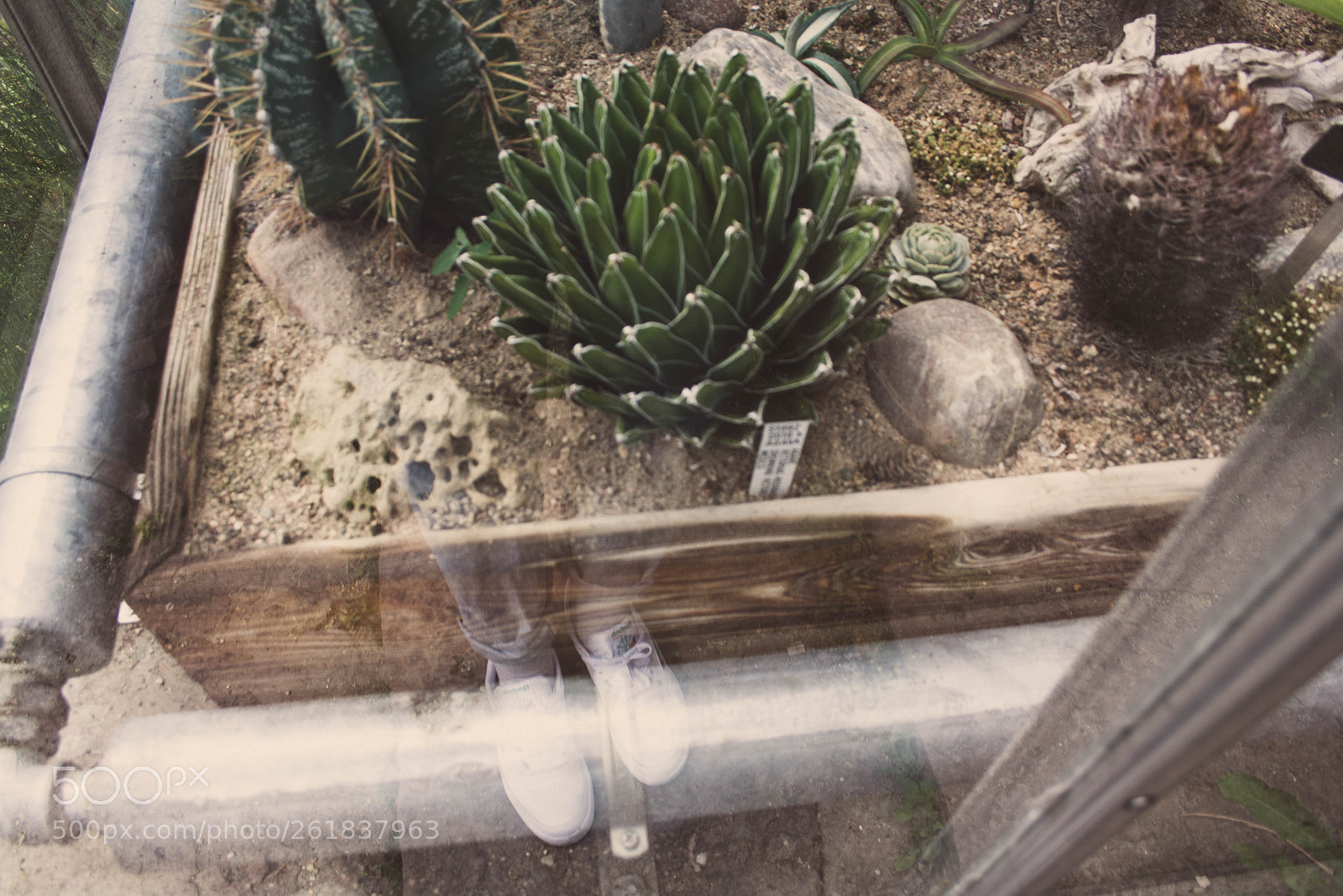 Canon EOS 1000D (EOS Digital Rebel XS / EOS Kiss F) sample photo. Succulents 3 photography