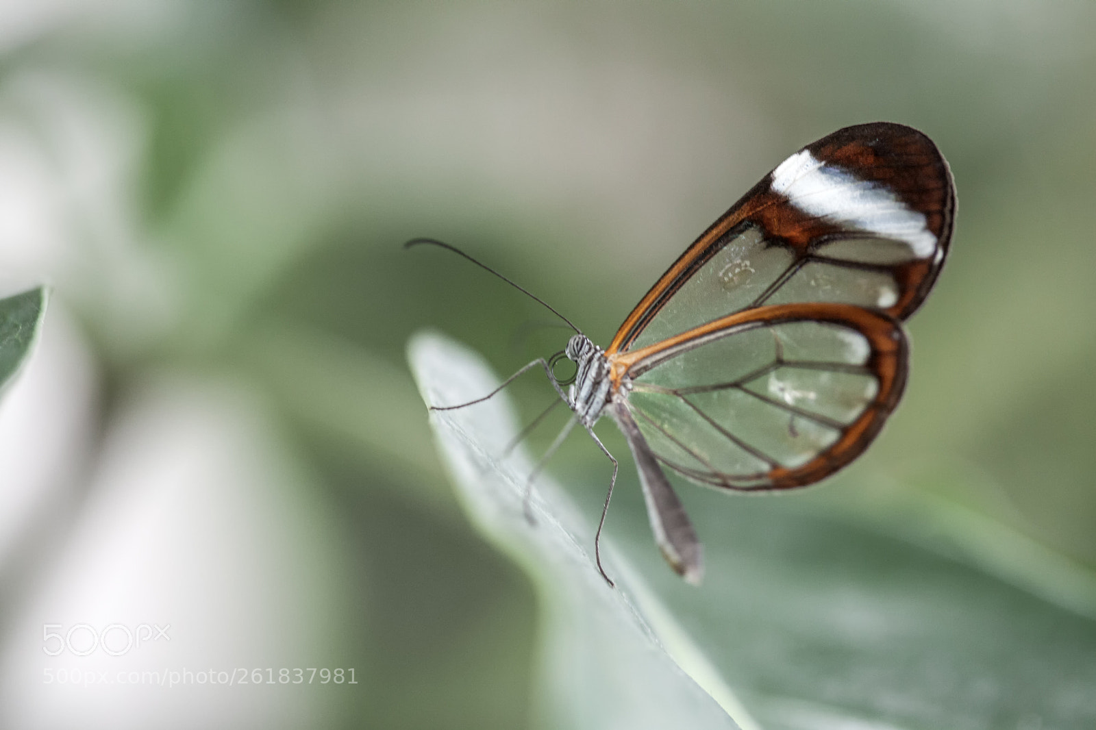 Canon EOS 5D Mark II sample photo. Closeup of a butterfly photography