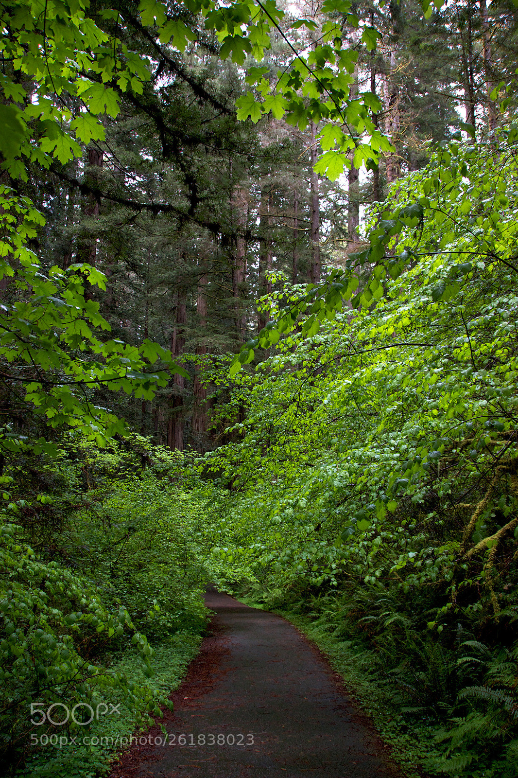 Canon EOS 600D (Rebel EOS T3i / EOS Kiss X5) sample photo. Paved forest trail photography