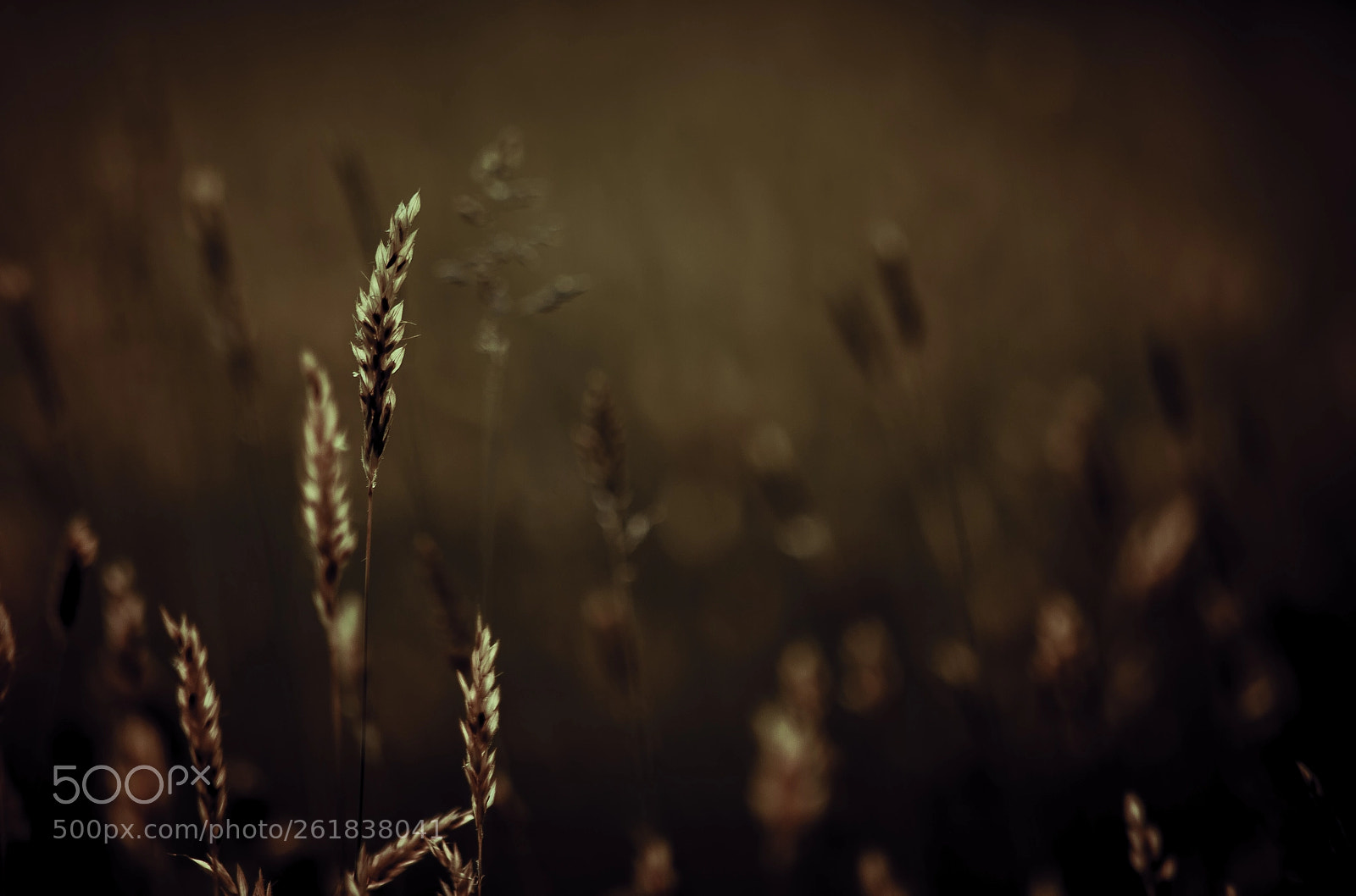 Canon EOS 5D Mark II sample photo. Untitled photography