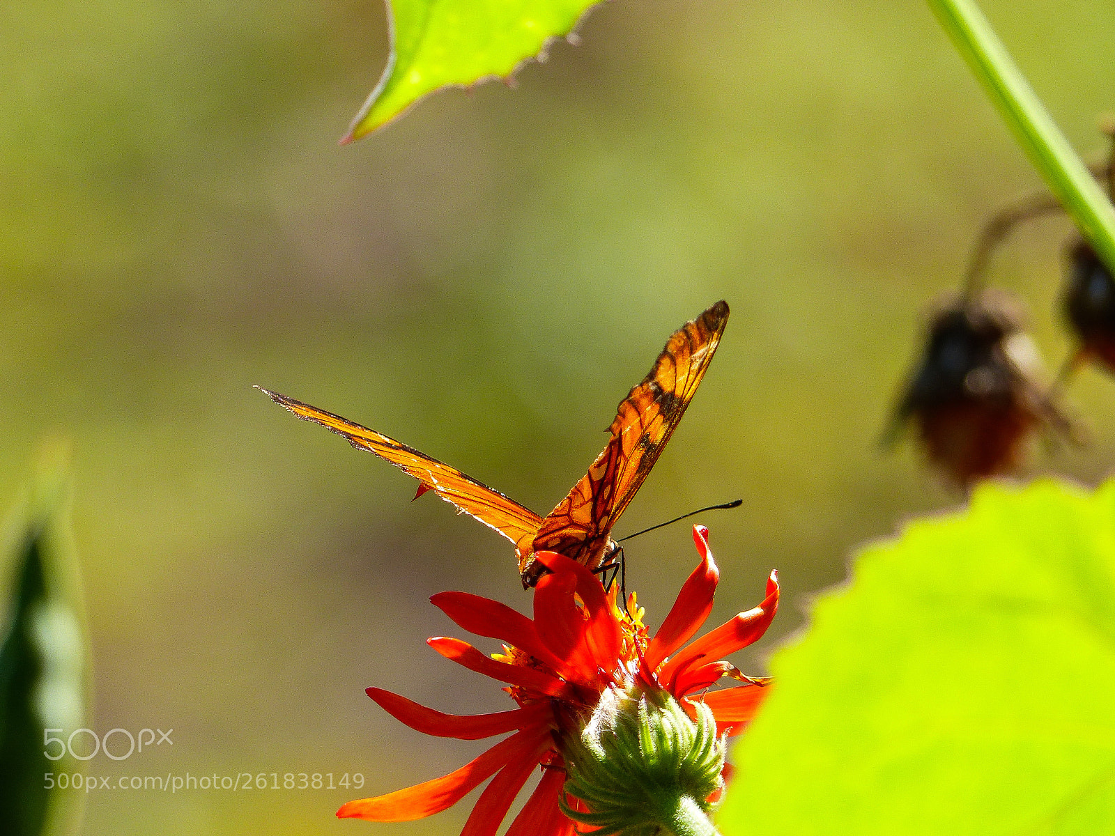 Panasonic Lumix DMC-FZ200 sample photo. Butterfly photography