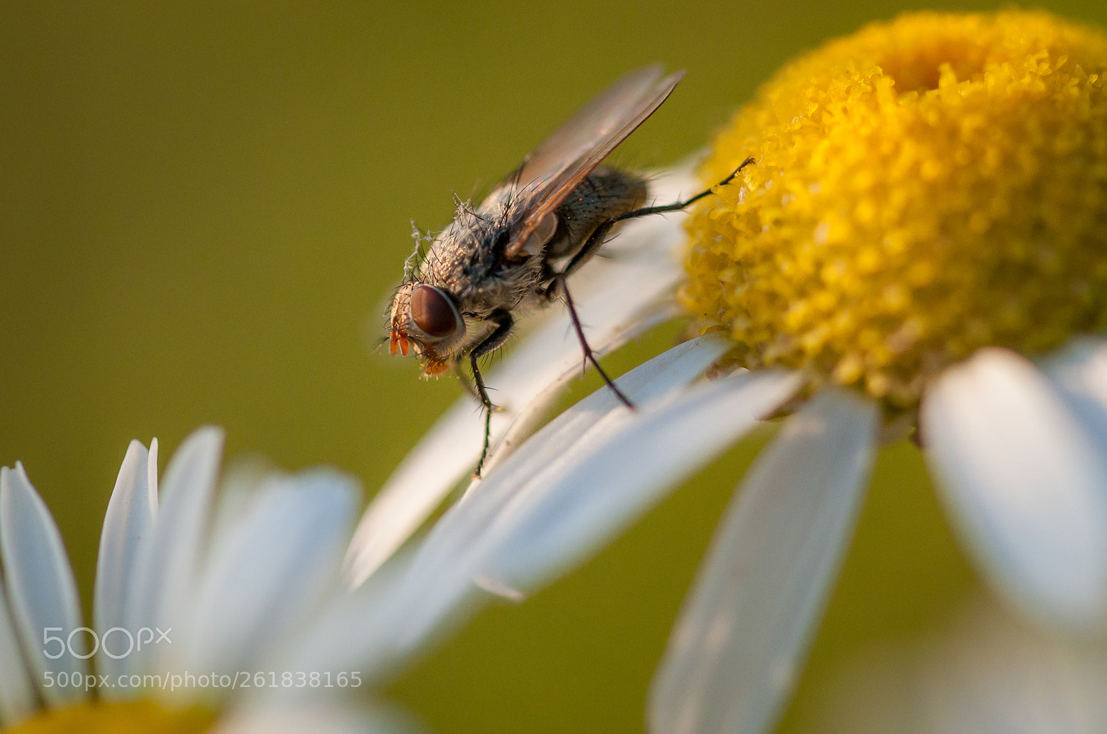Nikon D5000 sample photo. Honey fly photography