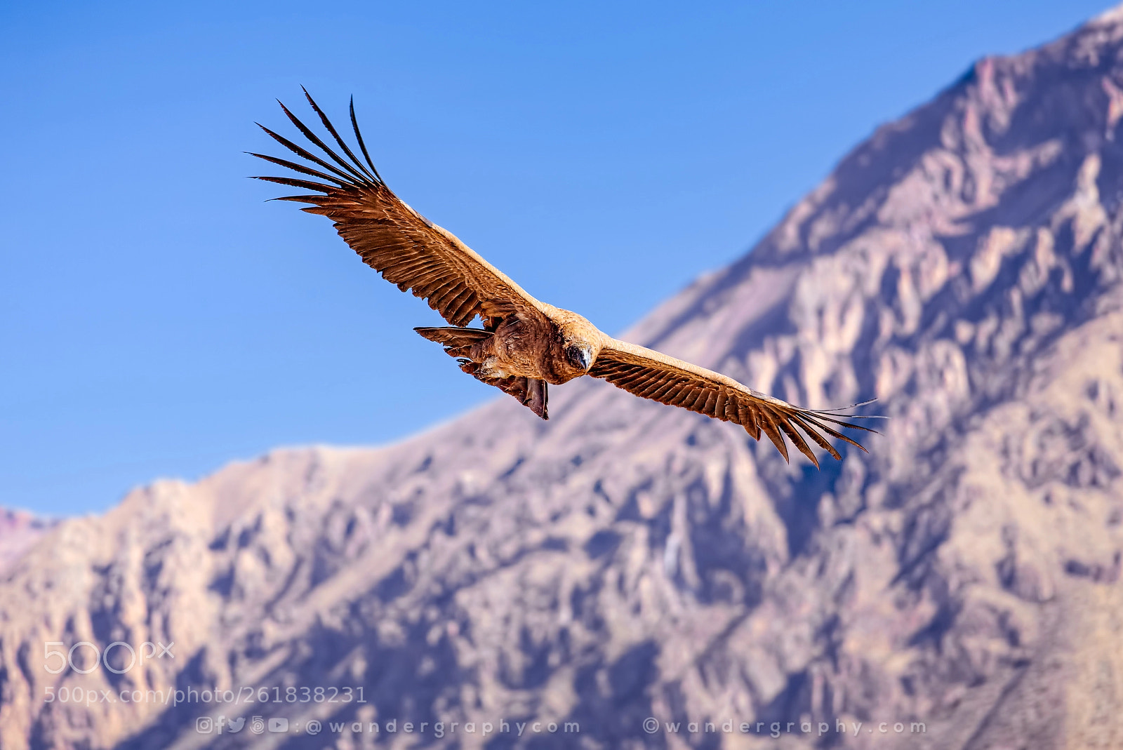 Canon EOS 6D sample photo. Andean condor is taking photography