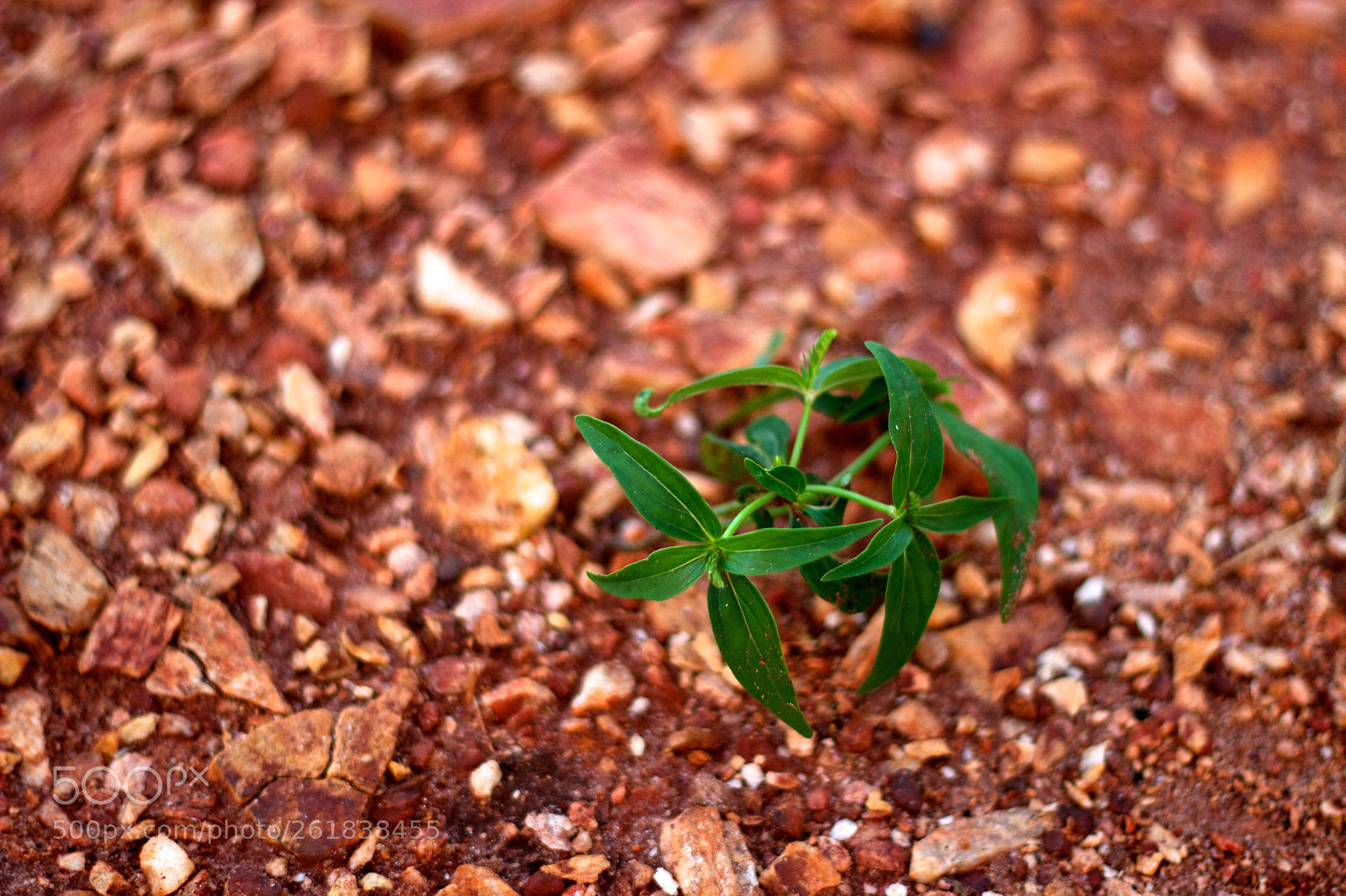 Canon EOS 600D (Rebel EOS T3i / EOS Kiss X5) sample photo. Green growth photography