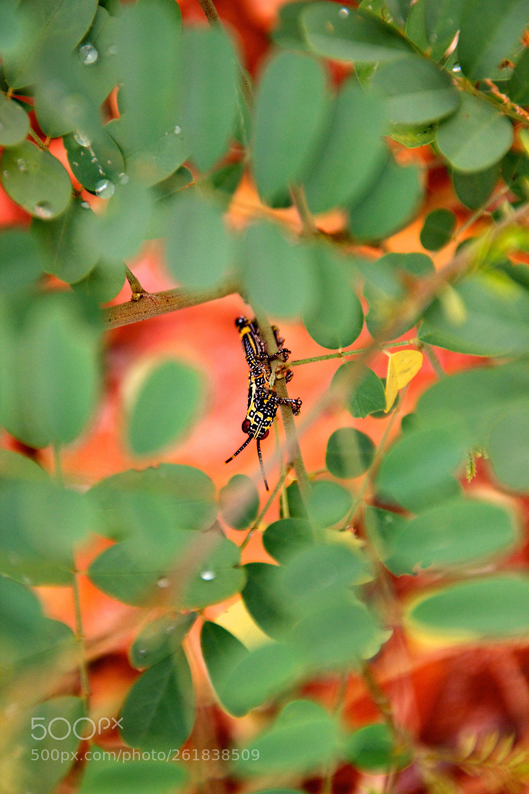 Canon EOS 600D (Rebel EOS T3i / EOS Kiss X5) sample photo. Grasshopper among leaves photography