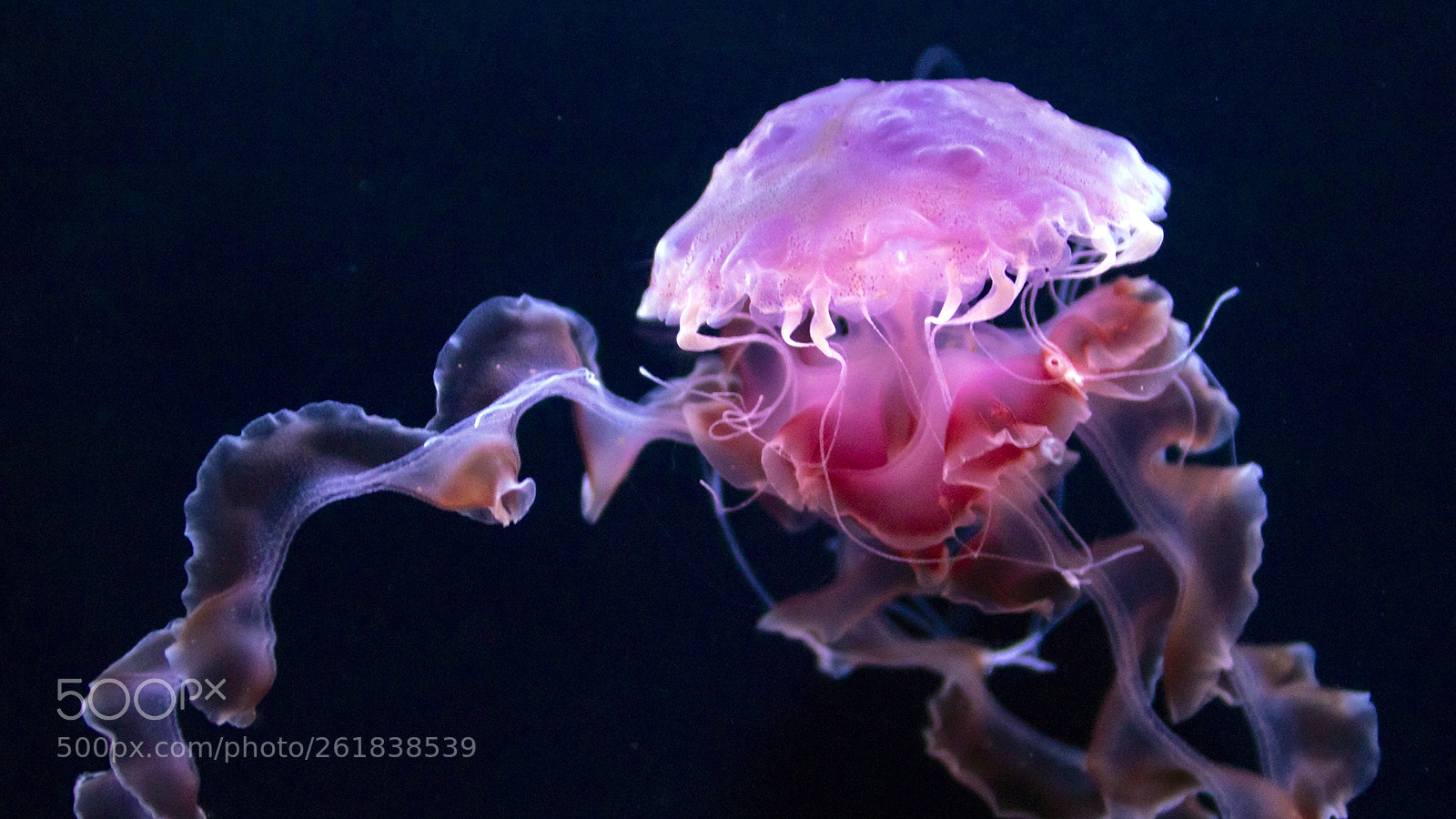 Canon EOS 80D sample photo. Feuerqualle, fire jellyfish photography
