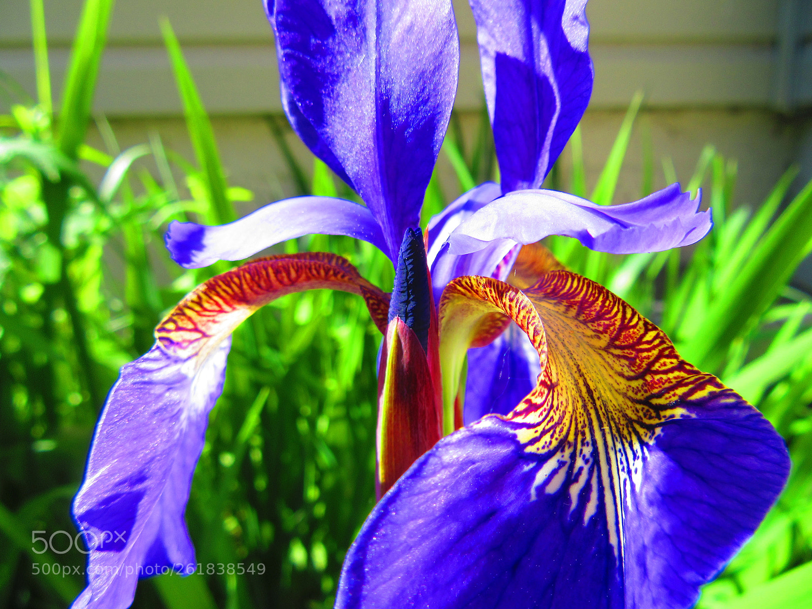 Canon PowerShot SX610 HS sample photo. Iris flower photography