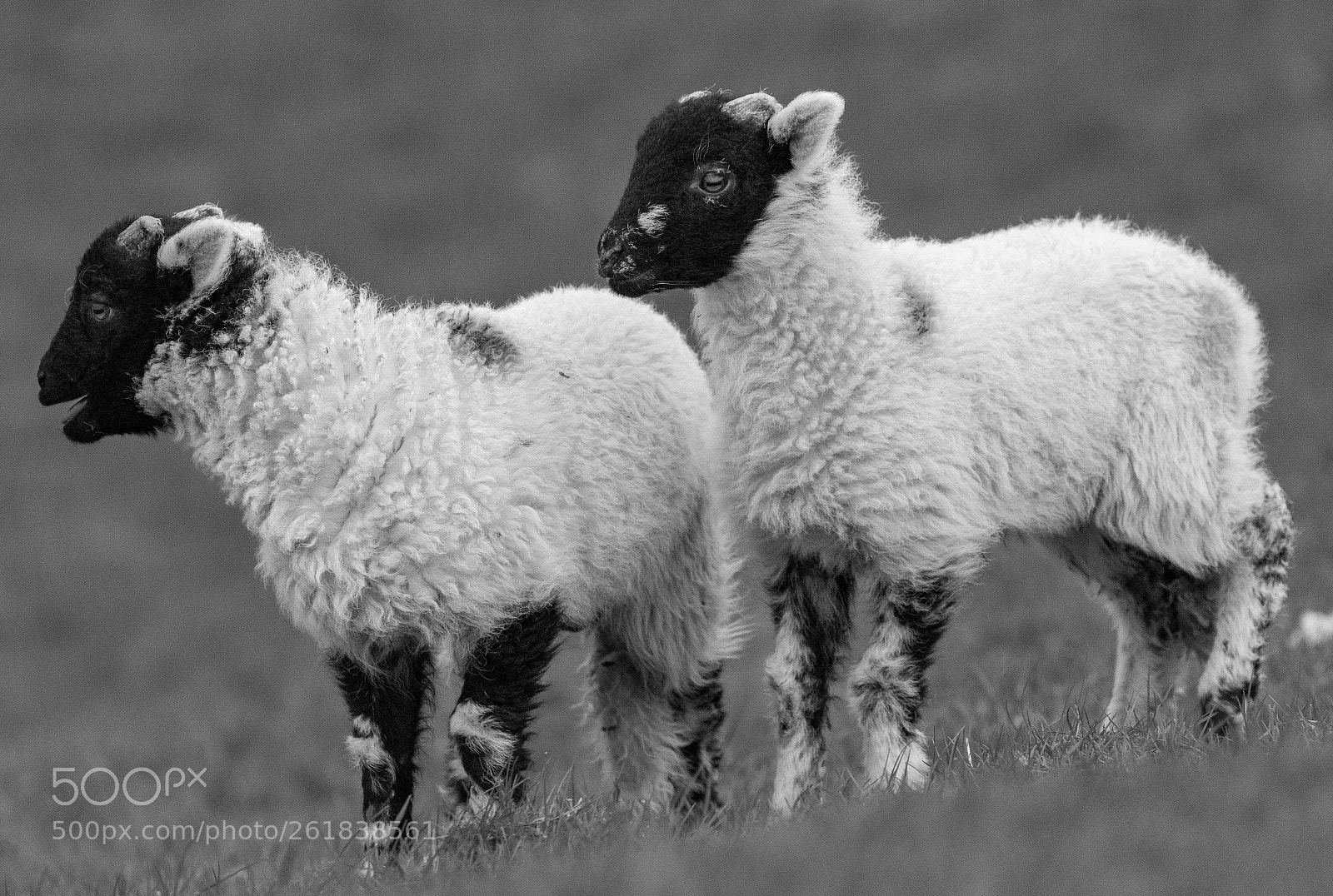 Nikon D3300 sample photo. Curious siblings (ii) photography