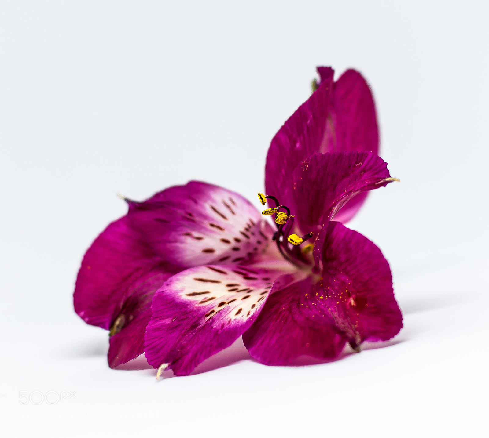 Canon EOS 70D sample photo. A small flower photography